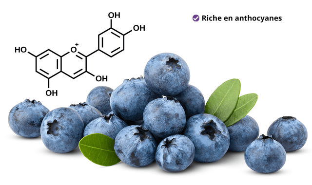 Des extraits de myrtilles dans le Multivitamines Ixeaboost Multi premium